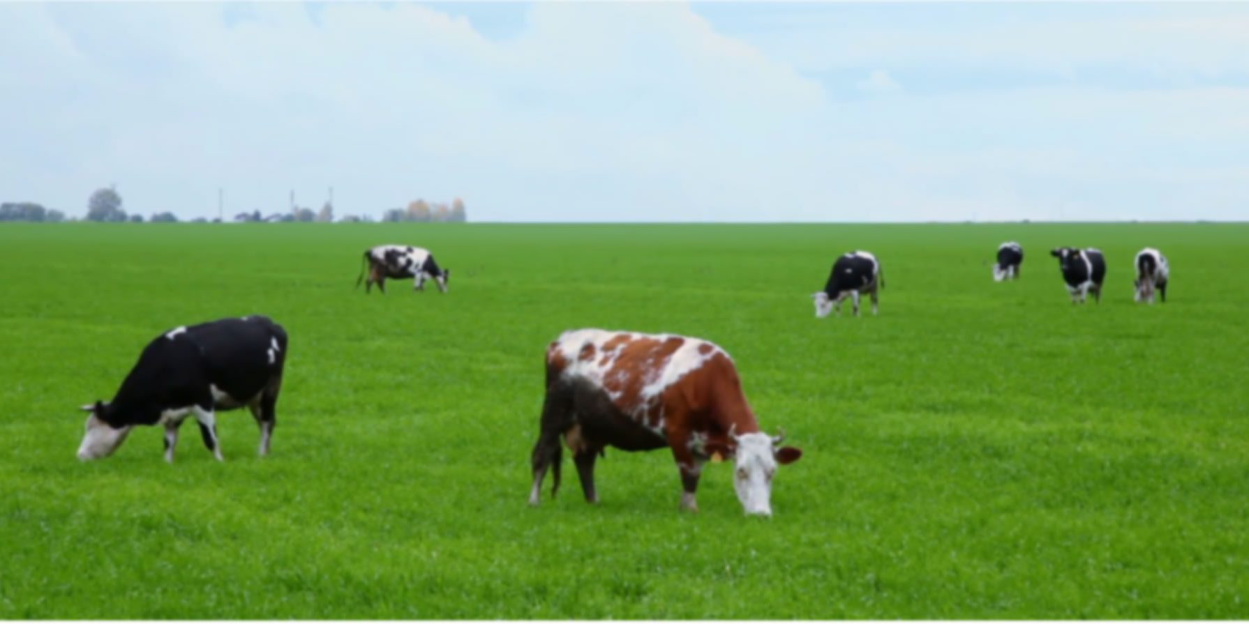 vacas2